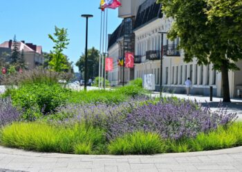 Panevėžys žydi: viešosios erdvės pasipuošę tūkstančiais augalų