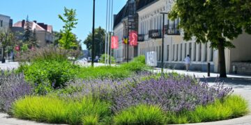 Panevėžys žydi: viešosios erdvės pasipuošę tūkstančiais augalų