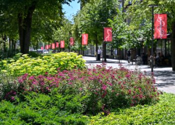 Panevėžys šią vasarą pasipuošęs žydinčiais gėlynais