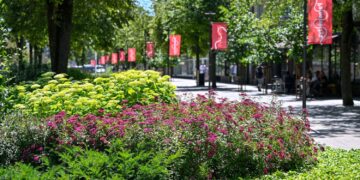 Panevėžys šią vasarą pasipuošęs žydinčiais gėlynais