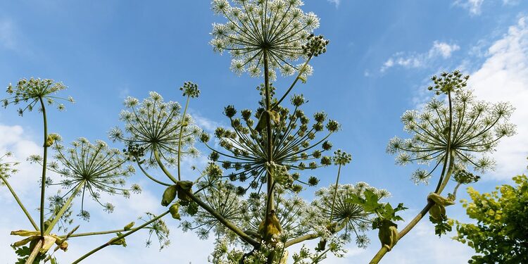 Pakruojo raj.sav.nuotr.