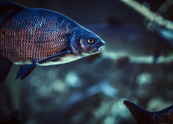 „Nuo marių iki marių: nuo jūrų muziejaus iki jūrų muziejaus“