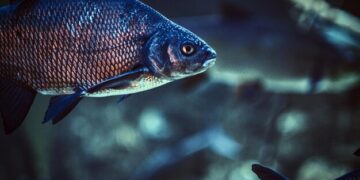 „Nuo marių iki marių: nuo jūrų muziejaus iki jūrų muziejaus“