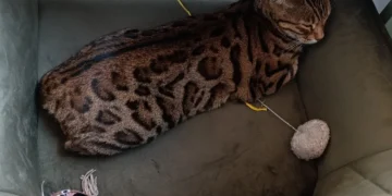 Anykščiuose atsidarė kavinukė, kurioje kompaniją palaikys „murkianti draugija”