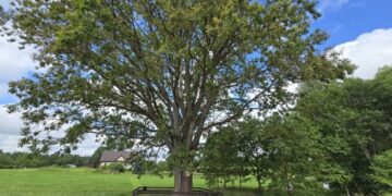 Kloviškio ąžuolo priežiūros darbai