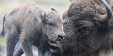 Negalima namo vežtis laukinių gyvūnų!