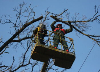 Informacija apie medžių pašalinimo darbus