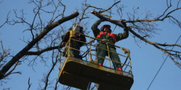 Informacija apie medžių pašalinimo darbus