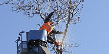 Informacija apie medžių pašalinimo darbus