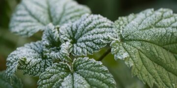 Valstybės pagalba pasėlių ir augalų draudimo įmokoms kompensuoti
