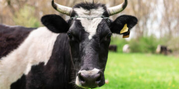 Galimi pirmieji galvijų mėlynojo liežuvio ligos atvejai Lietuvoje