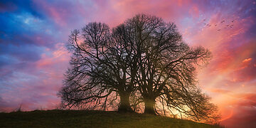 Teritorijos tarp Dauniškio gimnazijos ir Dauniškio parko ir „Gandrelio“ atgaivinimas ir pritaikymas bendruomenės veiklai (2)