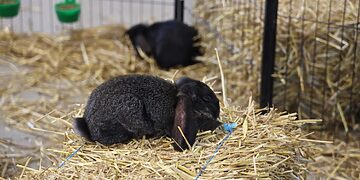 Paroda Akademijoje kviečia susipažinti su šiuolaikine gyvulininke