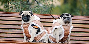 Šalčio sezonas čia pat: kaip užtikrinti augintinio sveikatą ir komfortą