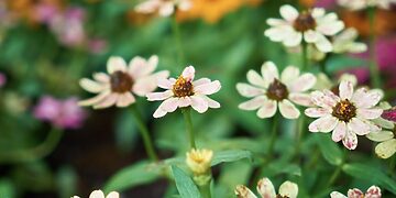 Ceikiniai džiaugiasi