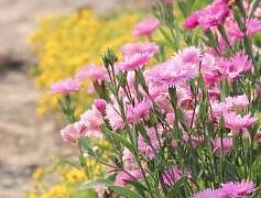 Pradedami Biržų ligoninės teritorijos tvarkymo darbai