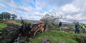 Dusetų gluosniai: po pjūvių išryškėjo pavojinga realybė