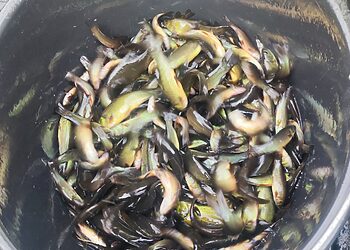 Ignalinos rajono Ūkojo ežere ir  Dūkšto seniūnijos teritorijoje  esančiame Alksnaičio ežere įveisti dvivasariai lynukai