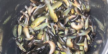 Ignalinos rajono Ūkojo ežere ir  Dūkšto seniūnijos teritorijoje  esančiame Alksnaičio ežere įveisti dvivasariai lynukai