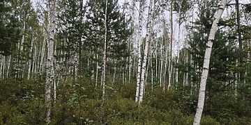 Ignalinos rajone įsteigtas naujas Gervelės valstybinis telmologinis draustinis