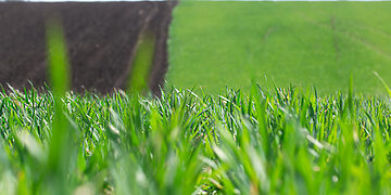 Įsipareigojimai deklaruojantiems tarpinius pasėlius