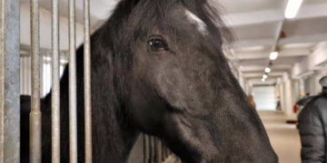 Pajiesyje auga nauja jojimo čempionų karta