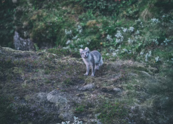 Parama apsaugos priemonėms nuo vilkų daromos žalos