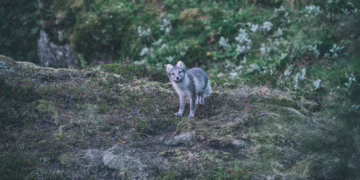 Parama apsaugos priemonėms nuo vilkų daromos žalos