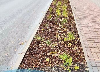 Augalų juosta prie Zarasų „Santarvės“ pradinės mokyklos dėl oro taršos mažinimo