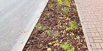 Augalų juosta prie Zarasų „Santarvės“ pradinės mokyklos dėl oro taršos mažinimo