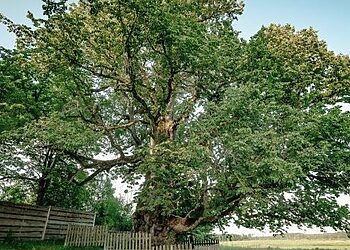 Išrinktas 2025 metų Lietuvos medis