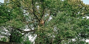 Išrinktas 2025 metų Lietuvos medis