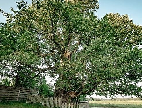 Kauno raj.sav.nuotr.