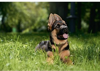 Dresuojant augintinį svarbiausia – nepristigti kantrybės