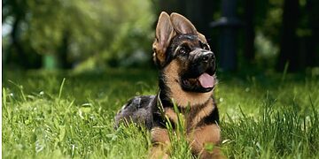 Dresuojant augintinį svarbiausia – nepristigti kantrybės