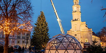 Kauno Kalėdų eglutė pasiekė Rotušės aikštę