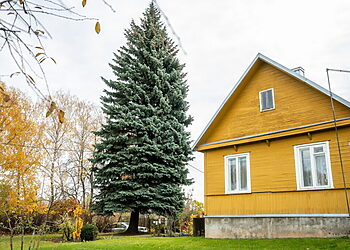Kauno miesto Rotušės aikštę papuoš 65 metų eglutė