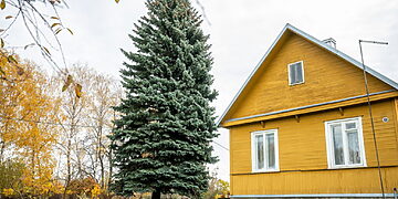 Kauno miesto Rotušės aikštę papuoš 65 metų eglutė