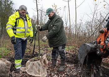 Kaune sodinami vietinio Ąžuolyno palikuonys