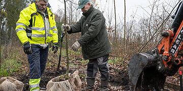 Kaune sodinami vietinio Ąžuolyno palikuonys