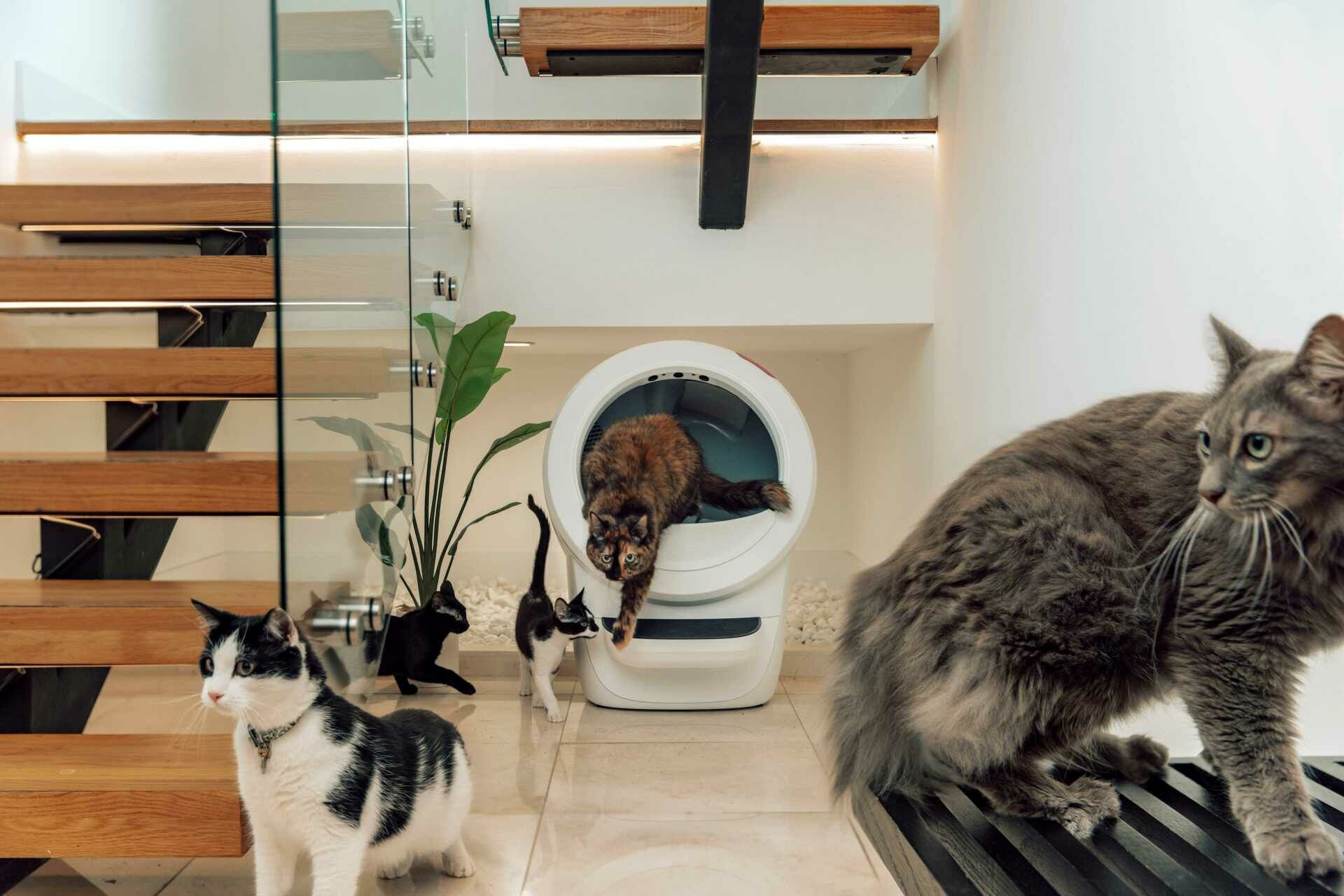 Didžiausias kačių augintojų galvos skausmas: kaip kraiko dėžė tampa konfliktų priežastimi?