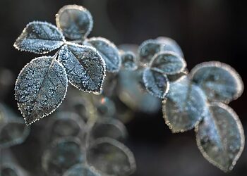 Sodininkai ir uogininkai, kurių derlius nukentėjo dėl šiemet pavasarį buvusių šalnų gali gauti paramą
