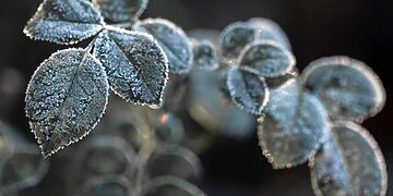 Sodininkai ir uogininkai, kurių derlius nukentėjo dėl šiemet pavasarį buvusių šalnų gali gauti paramą