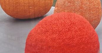 Lauko galerijoje Ukmergėje – pabirę keraminiai apelsinai