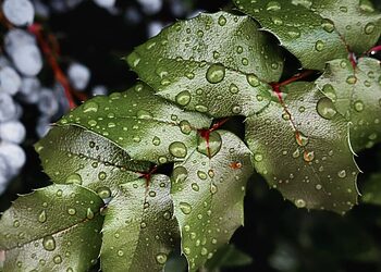 2025 m. liūčių padarytų nuostolių kompensavimas