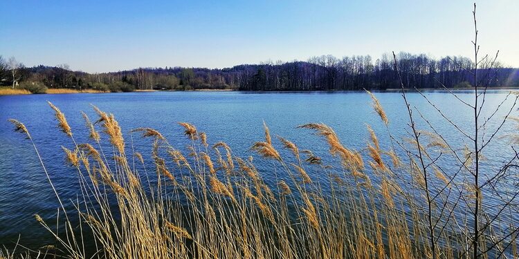 Zarasų ežerų pakrantčių įveiklinimas. Freepik įvaizd.nuotr.
