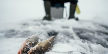 „Trauk stintelę 2026“ šventė Palūšėje