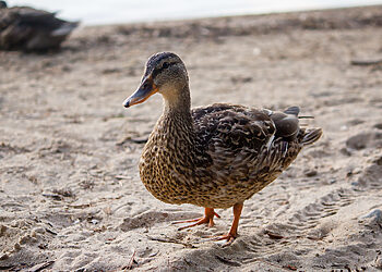 Atsakingas paukščių lesinimas – tikra pagalba žiemą
