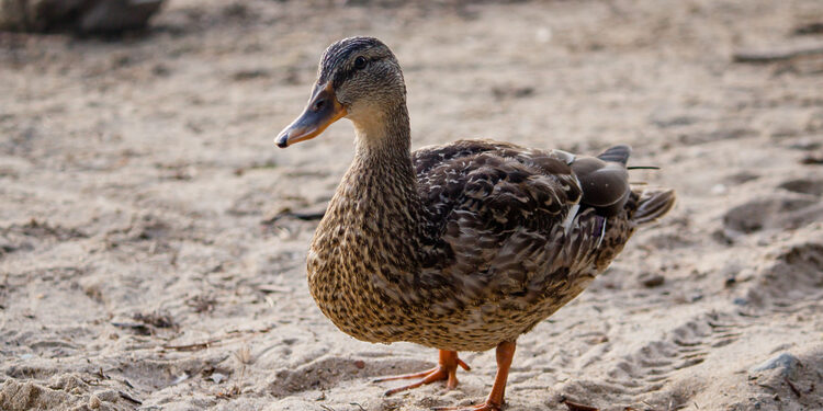 Laukinė antis/Freepik