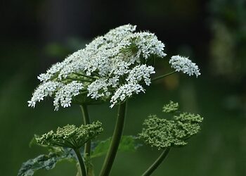Jau galima teikti paraiškas paramai invazinių rūšių naikinimui